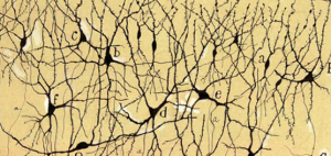 Ramón y Cajal tendría que adaptarse: ya no se puede trabajar en soledad